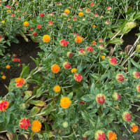 紅花