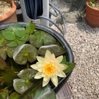 今年も咲きました