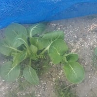 野菜に追肥するにも位置があるのだ