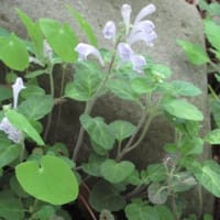 京都府立植物園　2025-5-3（土）
