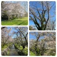 虚空蔵谷川沿いの桜
