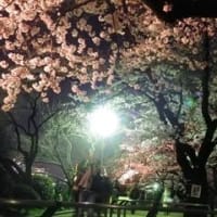 独り、夜桜見物