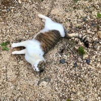 ねこねこねこ、ねんころり〜