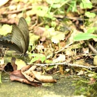 カラスアゲハが舞い降りてきました