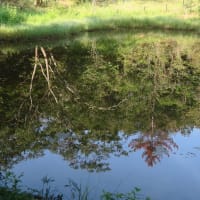 昭和の森の湿地と "ひつじ池"