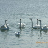 北海道道東旅日記２９　　まさに白鳥の湖！トウフツ湖