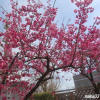 桜の開花はまだかなぁ～～～
