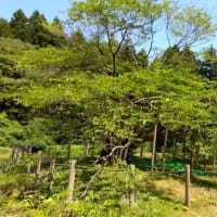佐渡がますます好きになる