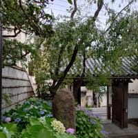 紫陽花と実相院