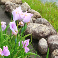 花しょうぶ（佐屋川創郷公園）