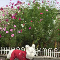コスモス