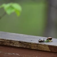 カタツムリのデート
