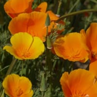 ハナビシソウ　花菱草　ケシ科　日が当たると開く橙色の４弁花。今日の野鳥：ウグイス