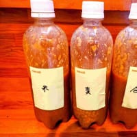 梅味噌、食べ比べとがんすカツ丼