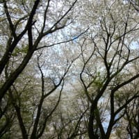 朝日山森林公園の桜２