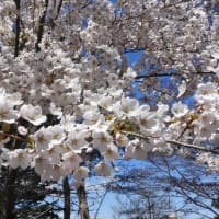 つれづれなるままに　1498　　隠れ名所桜並木