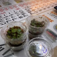 入荷観葉　ヒメユキノシタ