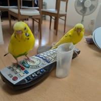 居酒屋風の晩御飯