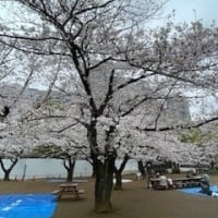 ”桜”