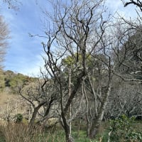 瑞泉寺　鎌倉