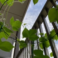 雨上がって、また暑さが戻ってきました。🌱