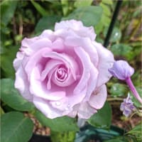 モーヴ色の薔薇<夜来香とシュリンクス>*二重サッシ工事 モーヴ色の薔薇<夜来香とシュリンクス>*二重サッシ工事