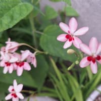 ヒメヒオウギ&夏の花を少しずつ