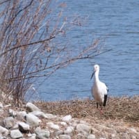 昆陽池公園で念願のコウノトリ撮影