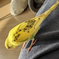 2022/08/03～8/16 セキセイインコ。