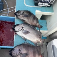 １２日・釣果