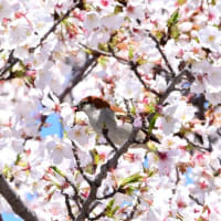 4月アップに間に合った、桜にニュウナイスズメ。