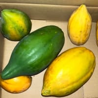 パパイヤと新🧅