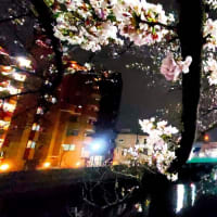 「大人チックな夜桜」