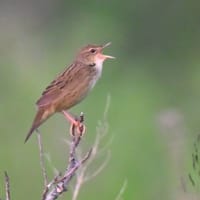 北海道で出会った鳥たち❹‼️    2025.6.6〜6.9    撮影