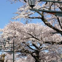 駅から散歩･日立駅「海の見える日立駅＆平和通り桜」