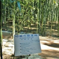 京都　嵯峨野　竹林の道　