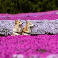 世羅高原　花夢の里のネモフィラと芝桜　Part2