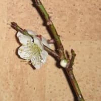 たった一輪でも・・・　（梅の香）