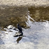 川面の岩に乗る