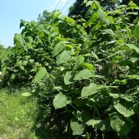 夏の山道　ルリイトトンボなど