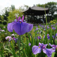 城北しょうぶ園