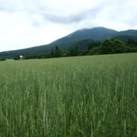 色々やる合い間に季節の花を見てきました