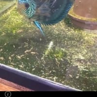 仲間の新規ペアー