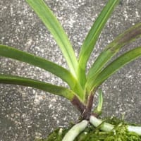 春霞?白牡丹?