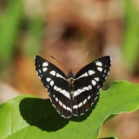 コサナエ、シオヤトンボ、コミスジ