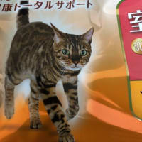 がっつく美味しさ❓､､､なのか。