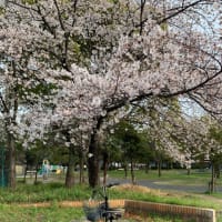 桜　die Kirschblüte