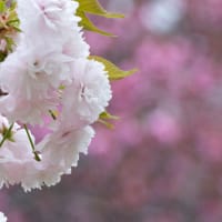 思川桜と八重桜