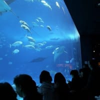 2019年1月　沖縄海洋博公園　美ら海水族館　１