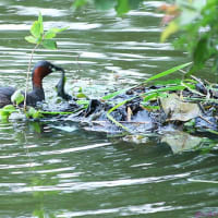 カイツブリ　巣造り